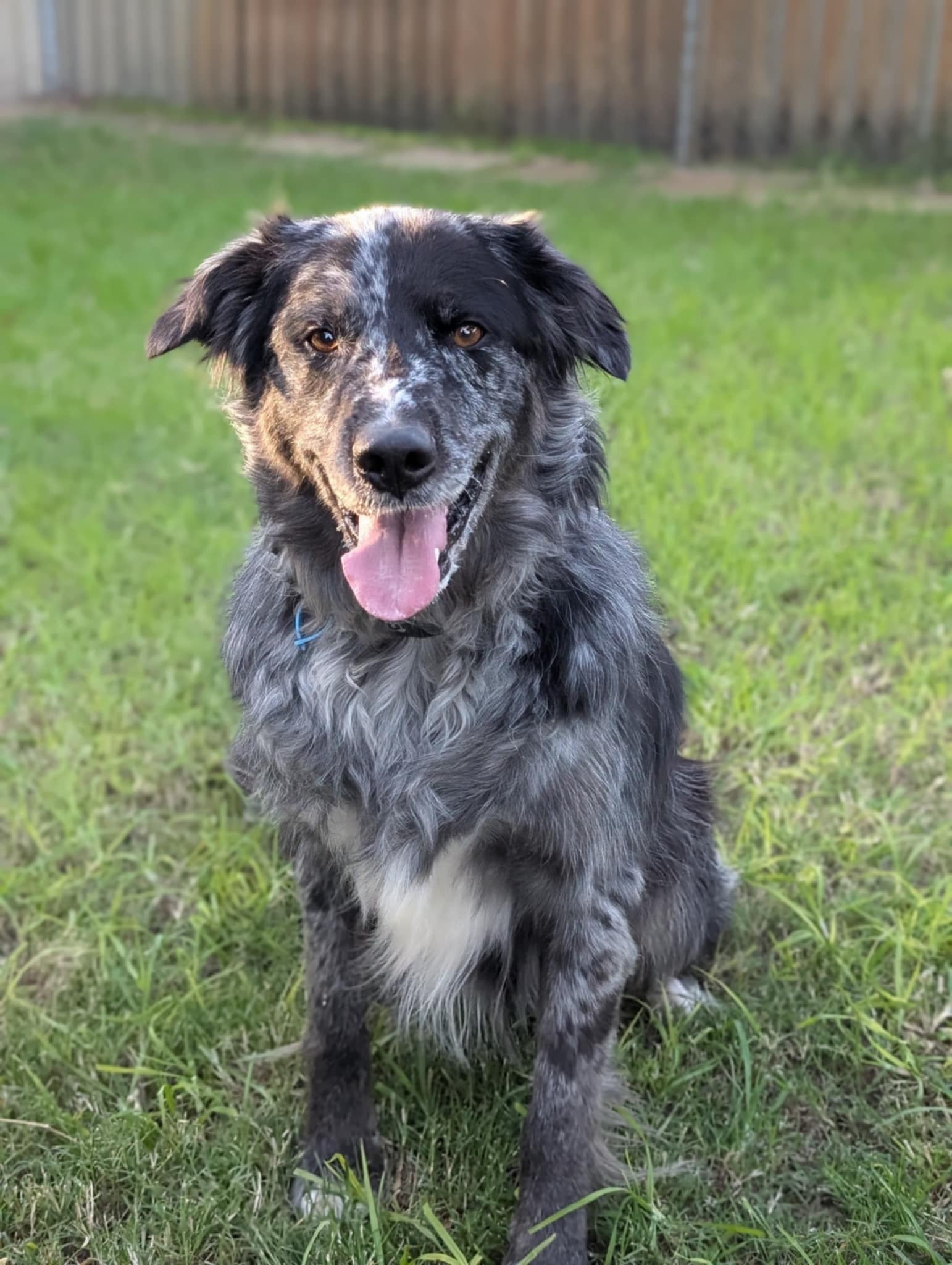dov
